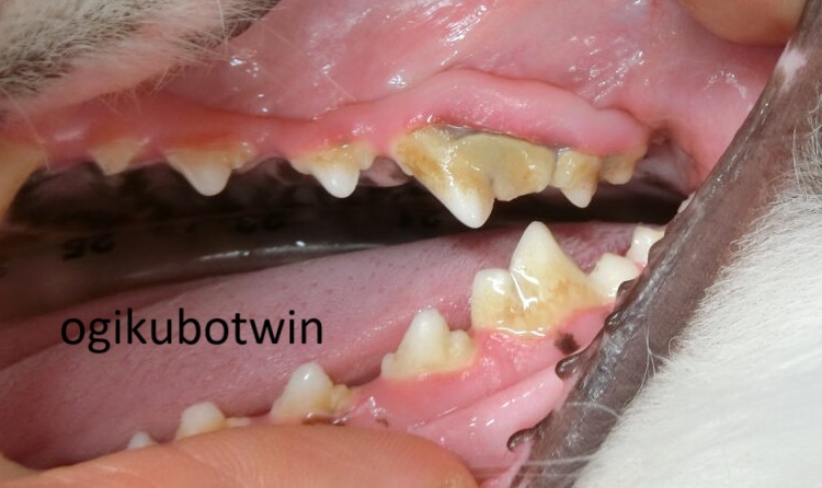 犬の奥歯　再生治療